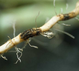 A detail of a 'sleeve' caused by <i><b>Thielaviopsis basicola</b></i> (black rot) on tobacco roots.