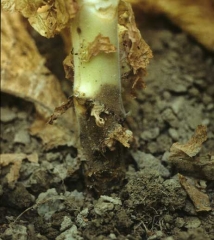 A brownish canker girdles the stem base of this tobacco plant. <b><i>Phytophthora nicotianae</i></b> 
