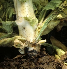 A canker developing at the base of this tobacco plant. <b><i>Phytophthora nicotianae</i></b> 