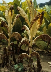 A collar canker <b><i>Phytophthora nicotianae</i></b> has destroyed these tobacco plants, they have wilted, yellowed and dried up.  