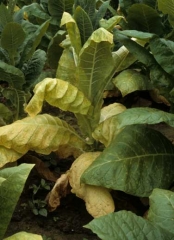 Several  lower leaves of this plant have turned yellow and wilted due to infection by <b><i>Phytophthora nicotianae</i></b> (black shank)