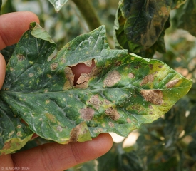 Les taches de corynesporiose peuvent atteindre jusqu'à 2 centimètres de diamètres comme c'est la cas sur cette foliole. Corynespora cassiicola (corynesporiose)