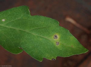 Les motifs concentriques sont bien visibles sur ces deux taches de corynesporiose. Celles-ci sont par ailleurs plus claires maintenant.
Corynespora cassiicola (corynesporiose)