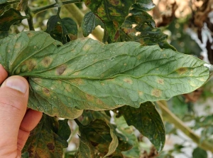 En retournant le limbe on peut observer un duvet sporifère noire plus ou moins dense à l'emplacement de chaque tache. <i>Pseudocercospora fuligena</i> (cercosporiose)