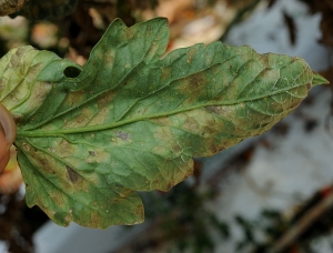 En retournant le limbe on peut observer un duvet sporifère noire plus ou moins dense à l'emplacement de chaque tache.
Pseudocercospora fuligena (cercosporiose)