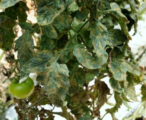 De nombreuses taches d'un jaune plus ou moins marqué sont bien visibles sur les folioles des feuilles basses de ce pied de tomate.
<iPseudocercospora fuligena</i> (cercosporiose)