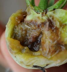 Un asticot (larve) de Neoceratitis cyanescens, de couleur jaunâtre, est visible à l'intérieur de ce fruit pourri par des microorganismes envahisseurs secondaires.
(mouche des fruits)