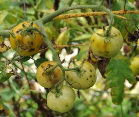 Tous les fruits de ce bouquet s'avèrent plus ou moins affectés par Neoceratitis cyanescens.
(mouche des fruits)