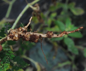 Root system of melon with a few large galls.  <b> <i> Meloidogyne </i> sp.  </b> (root-knot nematodes)