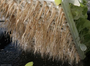 Outbreak of <i>Pythium</i> sp. on tobacco seedlings produced in the float water system. Note the browning of gradually rotting roots. (damping-off)