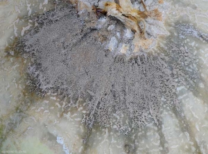 Detail of the rather dense gray sporulation produced by <i> <b> Botrytis cinerea </b> </i> on rotten melon tissue (gray mold)