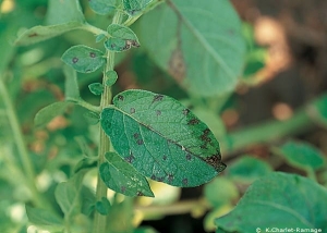 Necrotic spots due to a primary infection of the <b>Potato Virus Y<sup>NTN</sup></b> (PVY<sup>NTN</sup>) on potato leaves