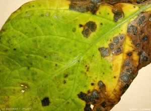 Alternaria2