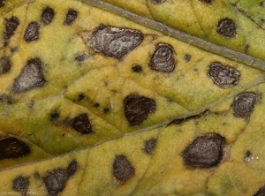 Alternaria7