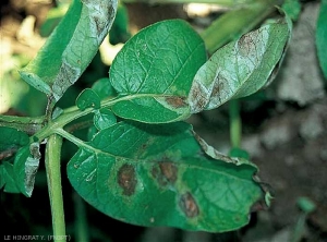 Dark brown leaf spots, surrounded by a light green to yellow halo and white felting on the underside of the leaves. <i><b>Phytophthora infestans</i></b> (potato late blight)