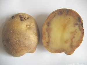 Rots on tubers.<i><b>Phytophthora infestans</i></b>