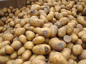 Tubers stored in piles with dry rot caused by fungi of the genus <b><i>Fusarium</b></i>.