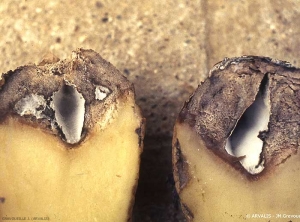 Rot caused by fungi of the genus <b><i>Fusarium</b></i> with internal cavity covered with mycelium.