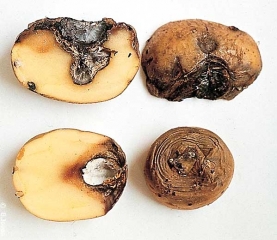 Dry rot caused by <b><i>Phoma</i> spp.</b> at the top (“thumb mark”) and <b><i>Fusarium</i> spp.</b> (Dry rot) at the bottom