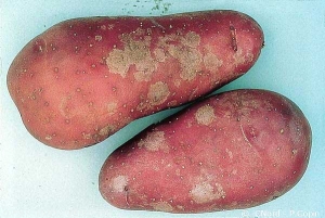 Silver grey lesions caused by silver scurf <i><b>Helminthosporium solani</i></b>
