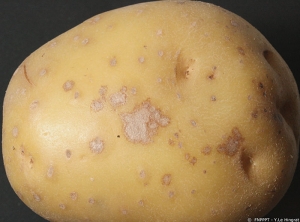 Silver gray spots on tubers. <i> <b> Helminthosporium solani </i> </b> (silver scurf)