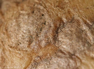 close-up of well developed lesions caused by silver scurf with wrinkled skin and tiny black fructifications (spores) around the margin of the lesion. <i><b>Helminthosporium solani</i></b>