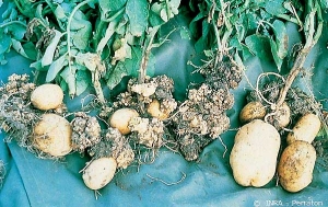 Tumours caused by potato wart on stems and stolons, below soil level. <i><b>Synchytrium endobioticum</i></b> (potato wart disease)