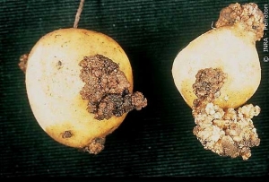 Black cauliflower-like tumours on tubers. <i><b>Synchytrium endobioticum</i></b> (potato wart disease)