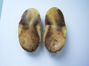 Internal symptoms of watery rot caused by <i><b>Pythium</i> sp.</b> 