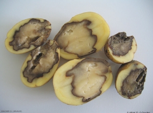 Internal symptoms of watery rot caused by  <i><b>Pythium</i> sp.</b>