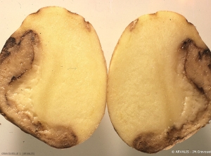 Internal symptoms of watery rot caused by <i><b>Pythium</i> sp.</b>