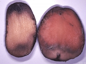 Internal symptoms of pink rot caused by <i>Phytophthora erythroseptica</i>.
