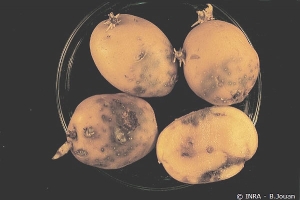 External symptoms of pink rot caused by <i>Phytophthora erythroseptica</i>.