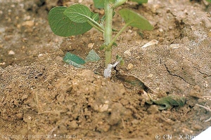 Whitish mould (sexual stage of the fungus) visible on affected stem in humid conditions. <i><b>Rhizoctonia solani</i></b> (black scurf)