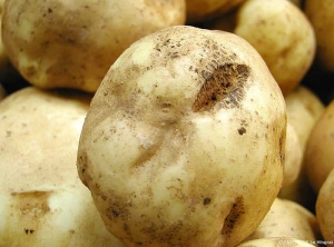 Sclérotes et déformations sur tubercule de pomme de terre. <i><b>Rhizoctonia solani</i></b> (rhizoctone brun)