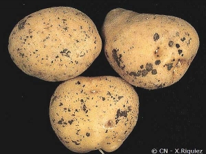 Black sclerotia on tuber surface. <i><b>Rhizoctonia solani</i></b> (black scurf)