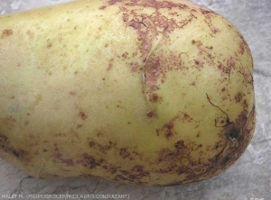 Tuber infected by violet root rot (<b><i>Rhizoctonia crocorum</b></i>), bearing purplish mycelium hypha and evolving into rot.