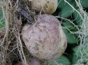 Tuber infected by violet root rot (<b><i>Rhizoctonia crocorum</b></i>), bearing purplish mycelium hypha and evolving into rot.