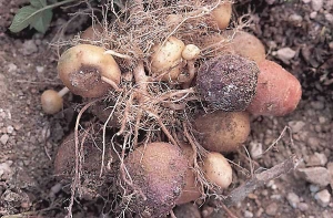 Tuber infected by violet root rot (<b><i>Rhizoctonia crocorum</b></i>), bearing purplish mycelium hypha and evolving into rot.