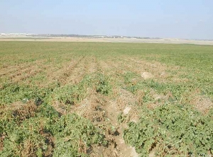 Verticillium wilt, wilting and senescence, occurring in scattered diseased patches. <i><b>Verticillium </i>sp.</b>
