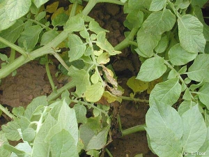 Chlorosis and wilt limited to one side of the leaf, caused by <b><i>Verticillium dahliae</i></b> (Verticillium wilt).