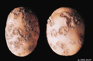 Deep-pitted lesions <i><b>Streptomyces</i> spp.</b>