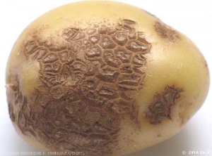 Superficial polygonal corky lesions (or spots)
<i><b>Streptomyces</i> spp.</b>