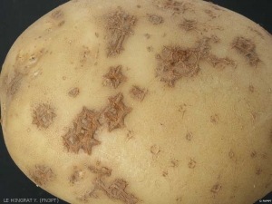 Superficial polygonal corky lesions (or spots)
<i><b>Streptomyces</i> spp.</b>
