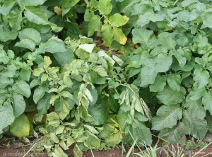 Chlorosis and rolling of top leaves. <b><i>Pectobacterium</i> spp. ou <i>Dickeya </i>spp.</b> (blackleg)