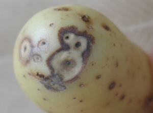 Soft rot with a black border on the edge, caused by the bacteria <i><b> Pectobacterium </i></b> or <i><b> Dickeya </i></b> on potato tuber.