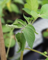 Wilting of the terminal leaflets in the early stage of the disease. <b><i>Ralstonia solanacearum</i></b> (brown rot)
