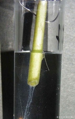 Bacterial exudate oozing from the vascular system of a potato stem infected by <b><i>Ralstonia solanacearum</i></b> (brown rot), after the stem is cut and placed in water.
