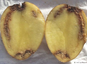 Brown rot symptoms. <b><i>Ralstonia solanacearum</i></b>.