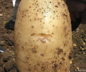 Bacterial exudate coming out of the eyes of a potato tuber and adhering to soil particles. <b><i>Ralstonia solanacearum</i></b> (brown rot)